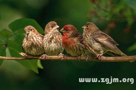 夢到幼鳥|夢見幼鳥，夢到幼鳥是什麽意思？